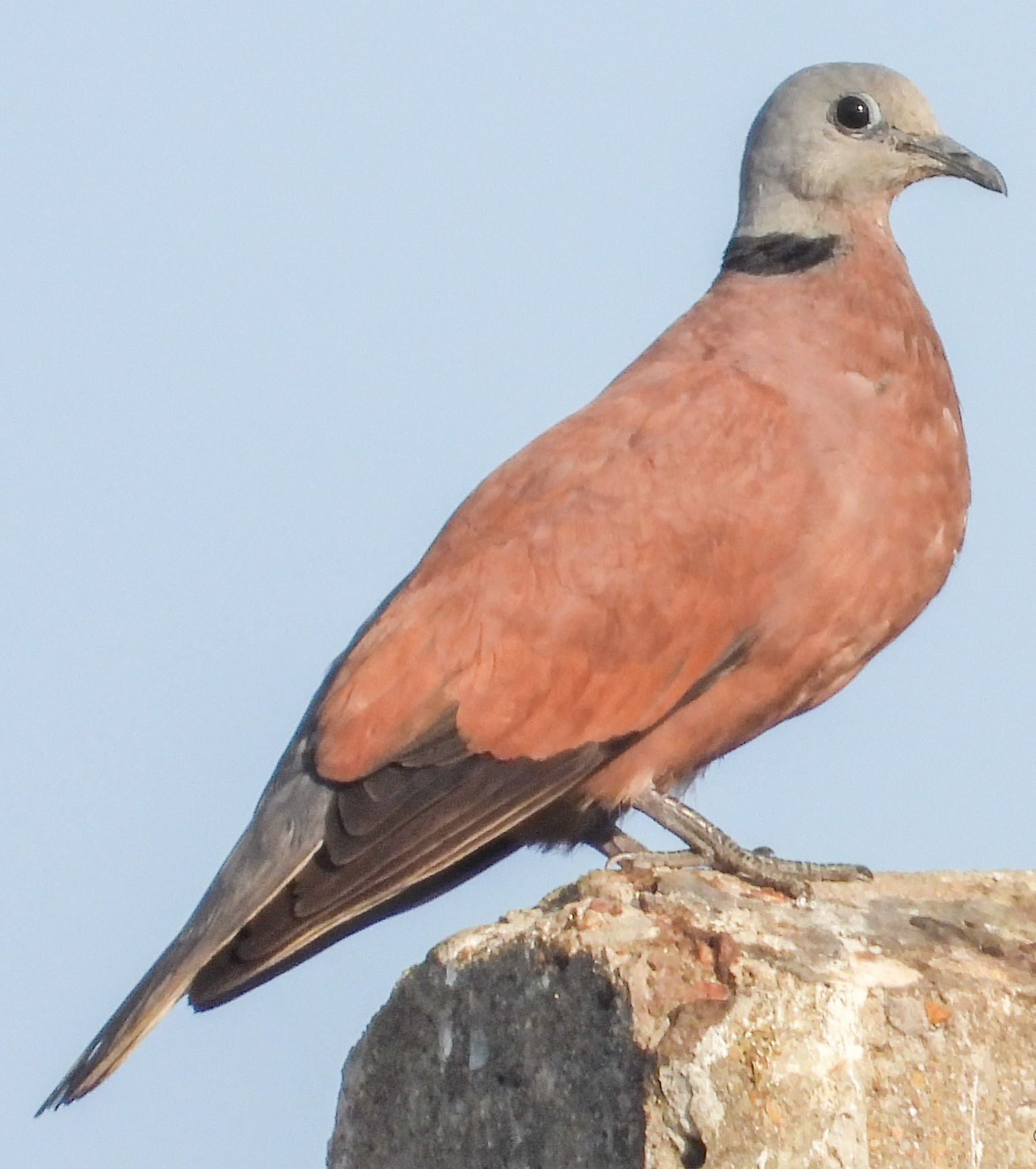 Red Collared-Dove (Streptopelia tranquebarica) | Birdingplaces