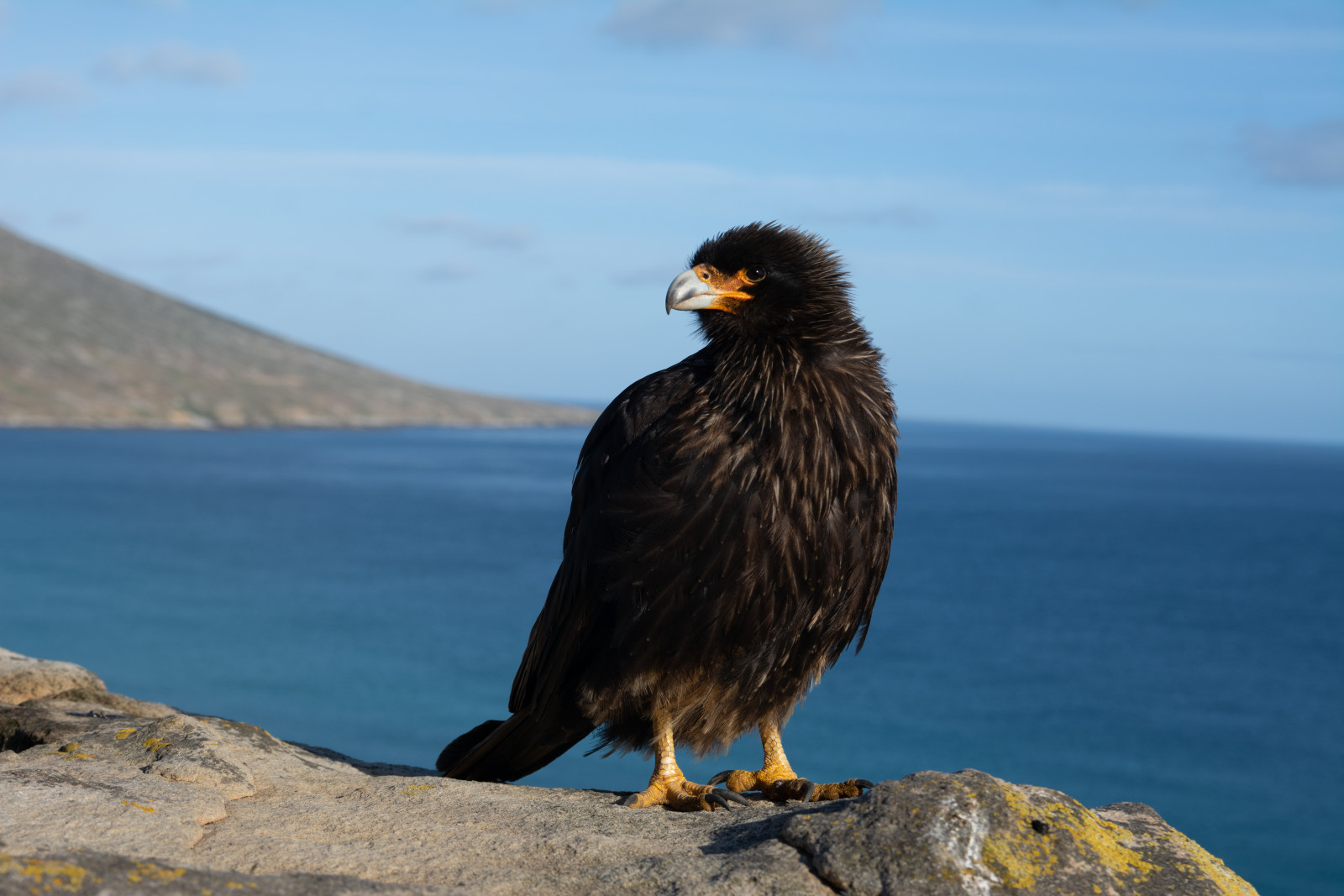 image Striated Caracara