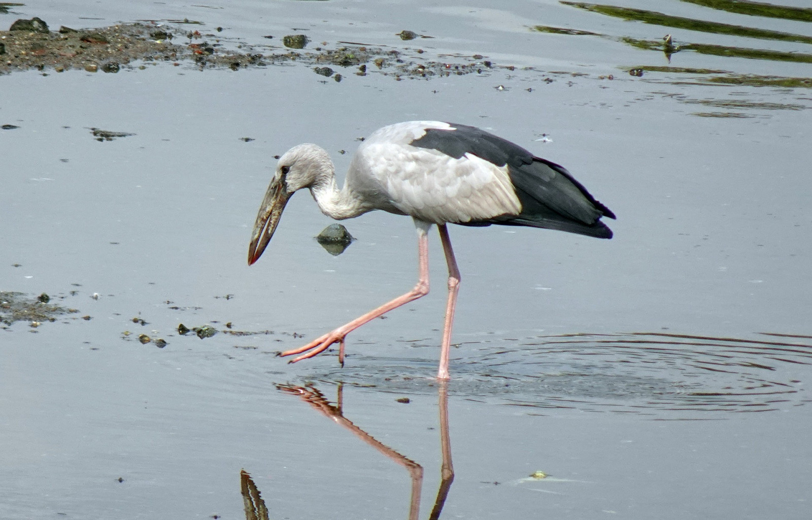 image Asian Openbill
