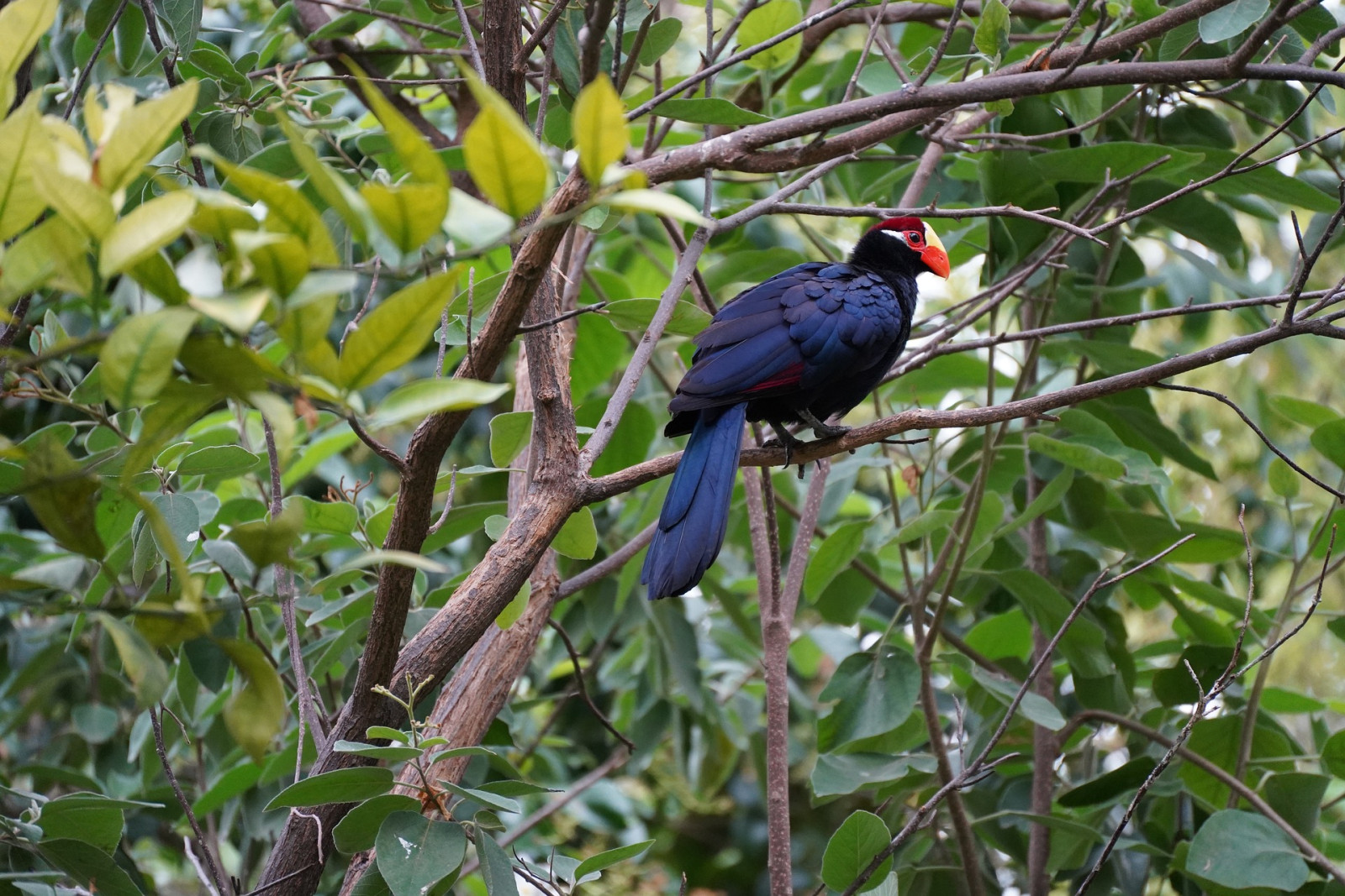 image Violet Turaco