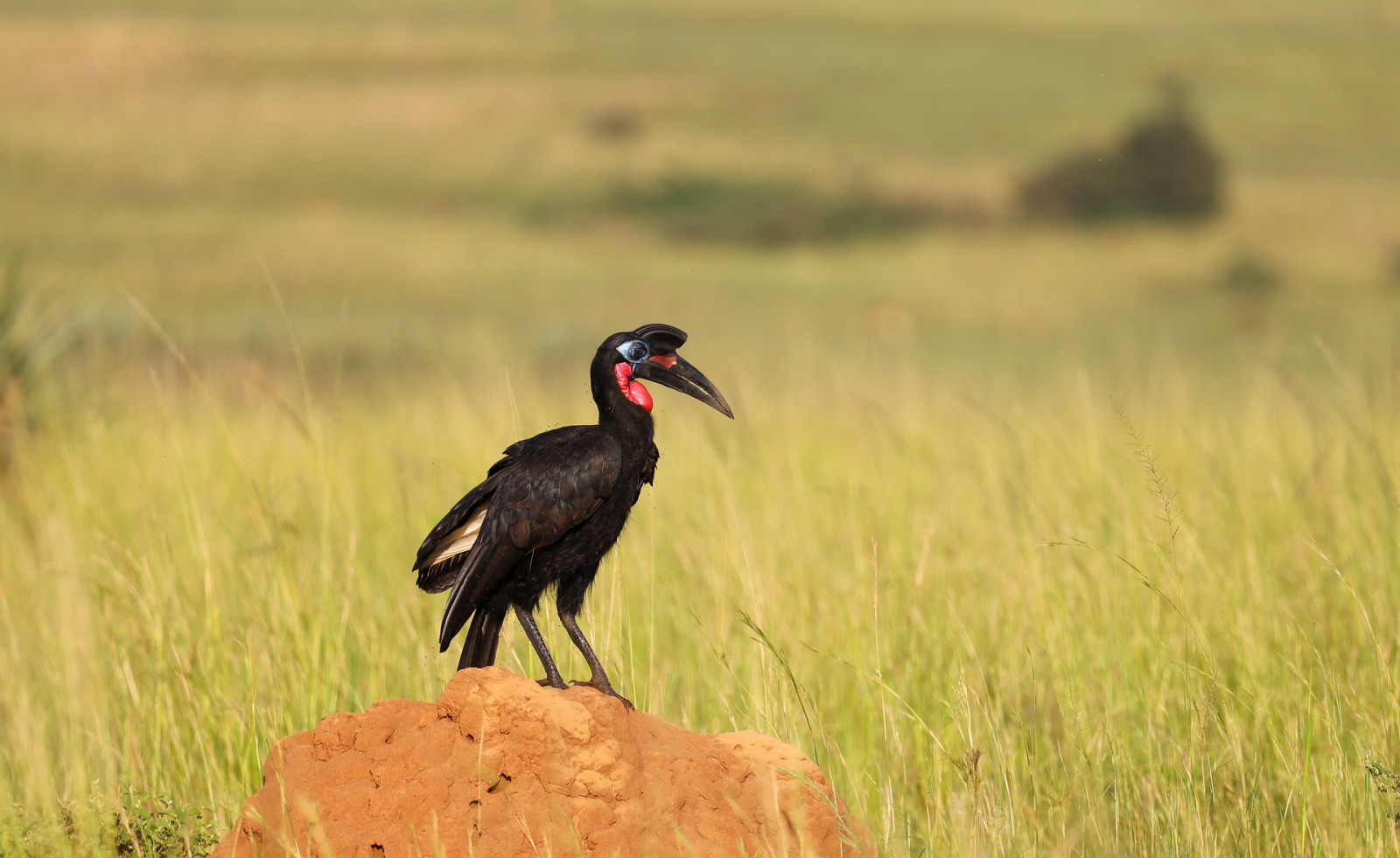 image Abyssinian Ground-Hornbill
