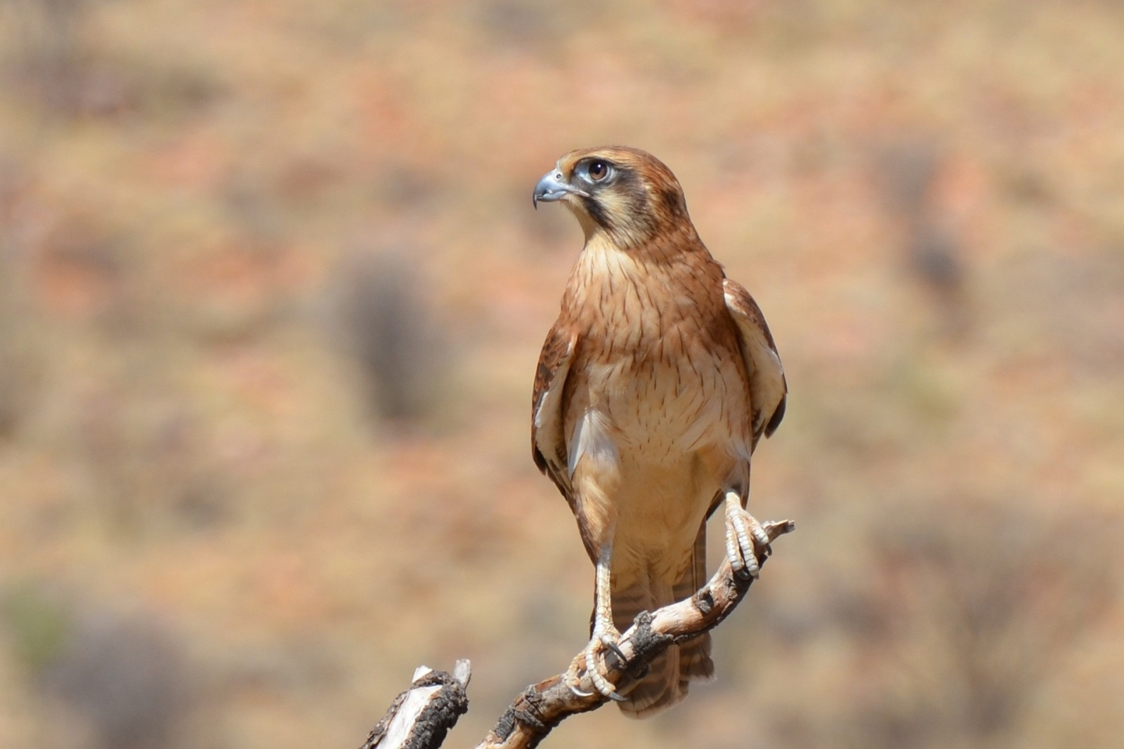 image Brown Falcon