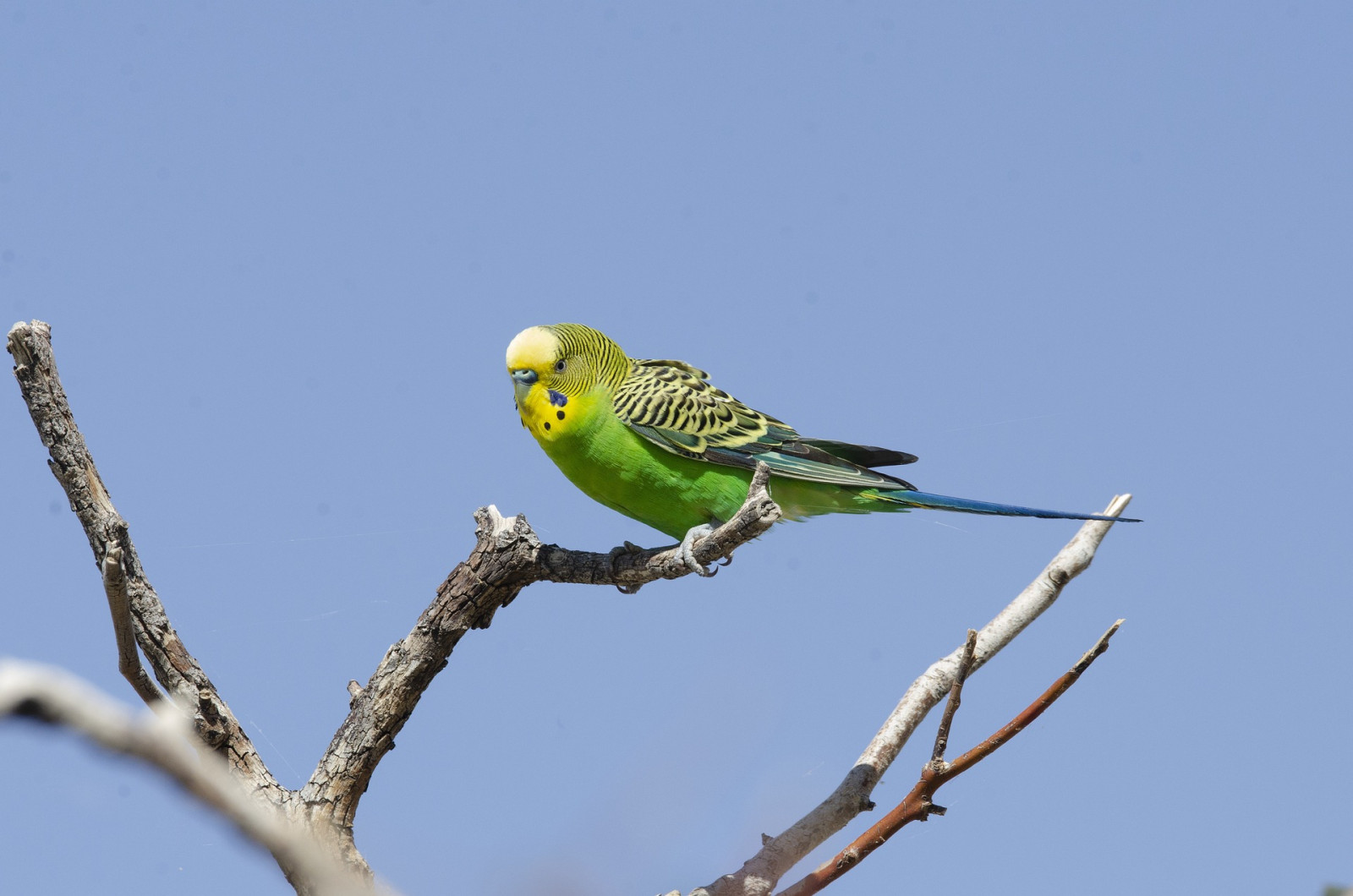 image Budgerigar