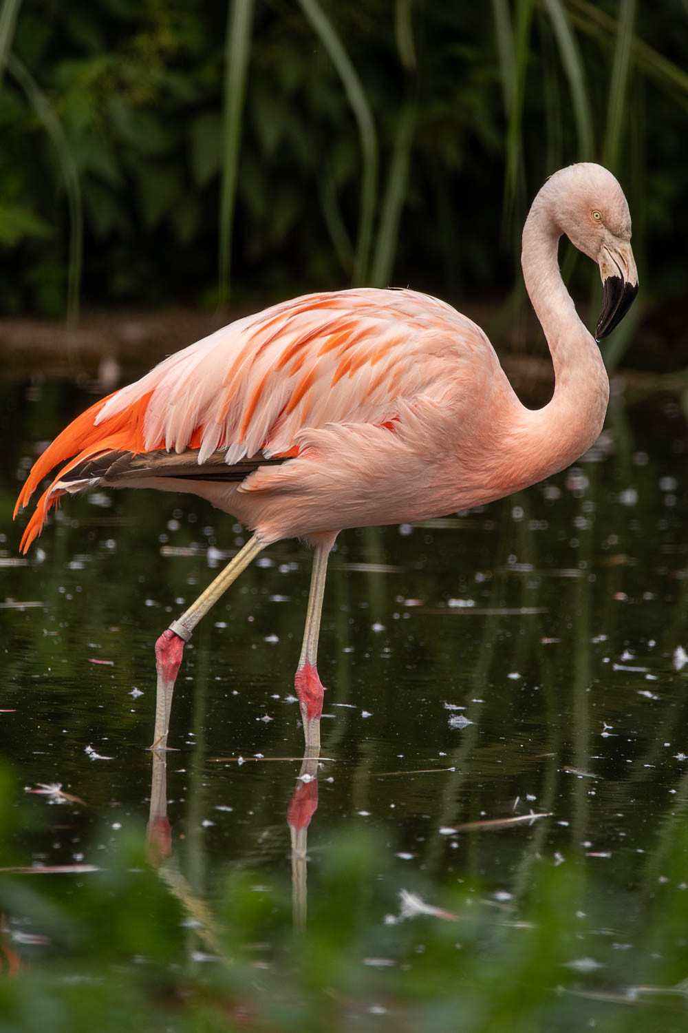 image Chilean Flamingo