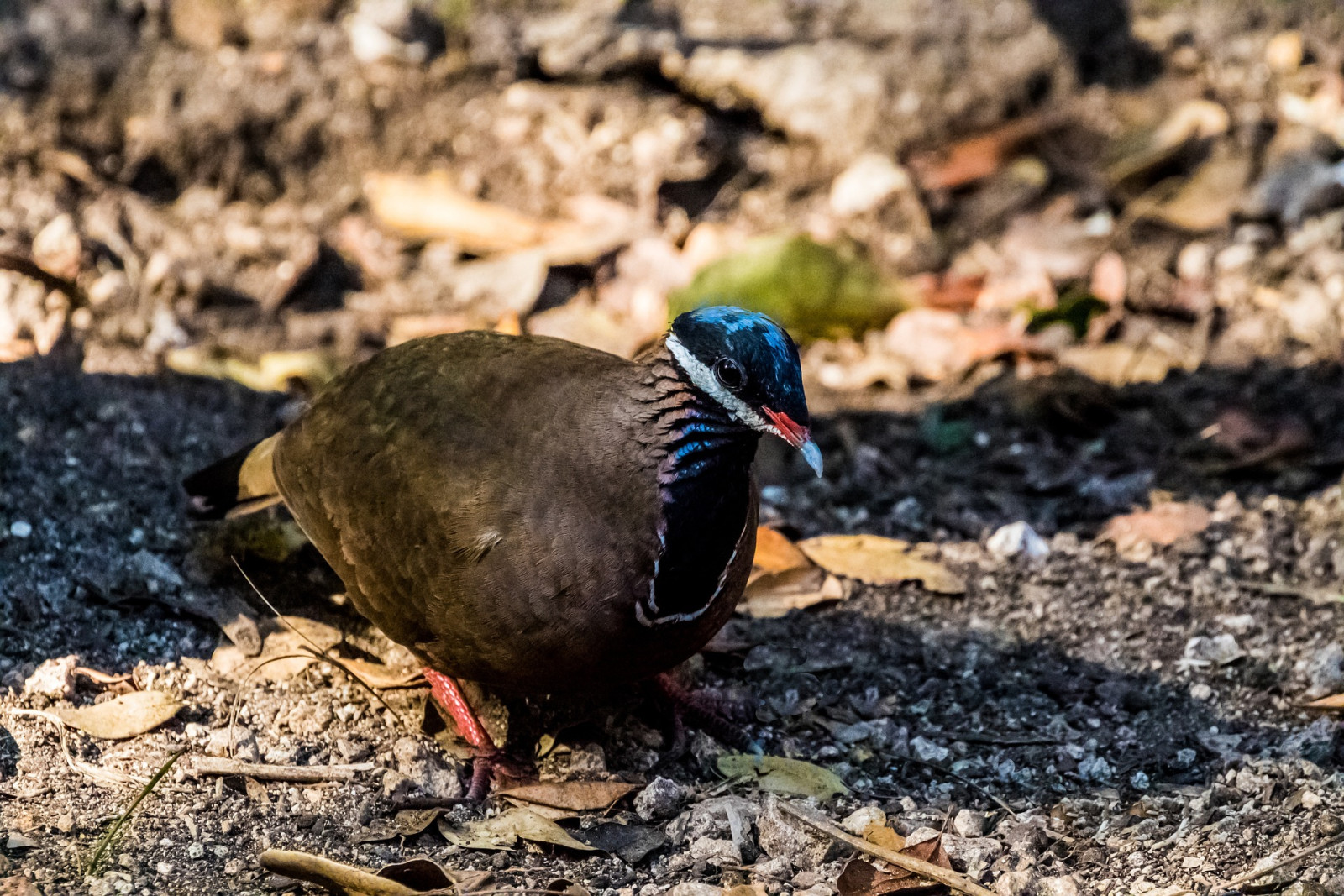 image Blue-headed Quail-Dove