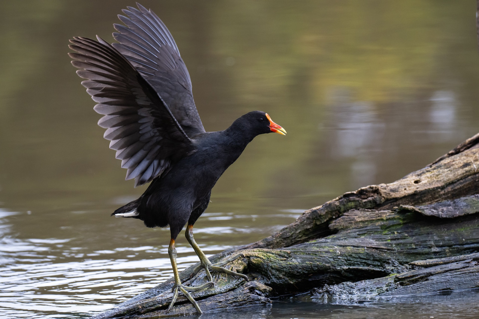 image Dusky Moorhen