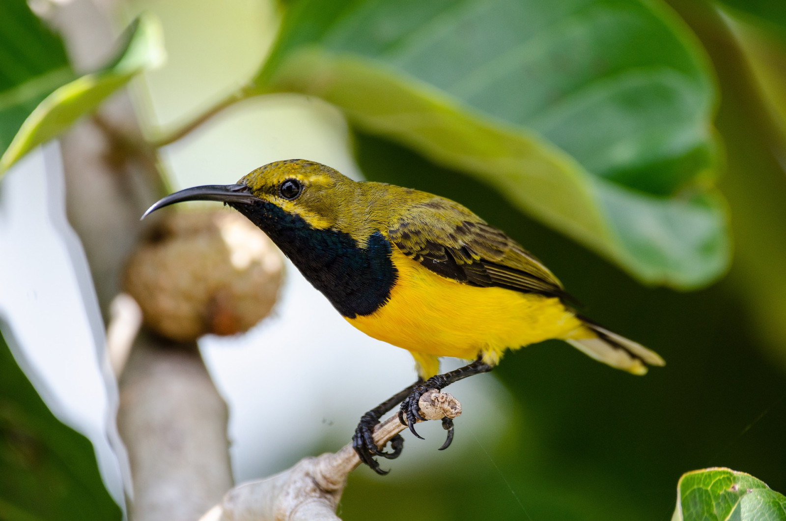 image Olive-backed Sunbird