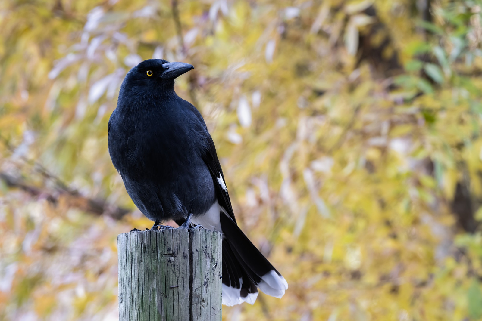 image Pied Currawong