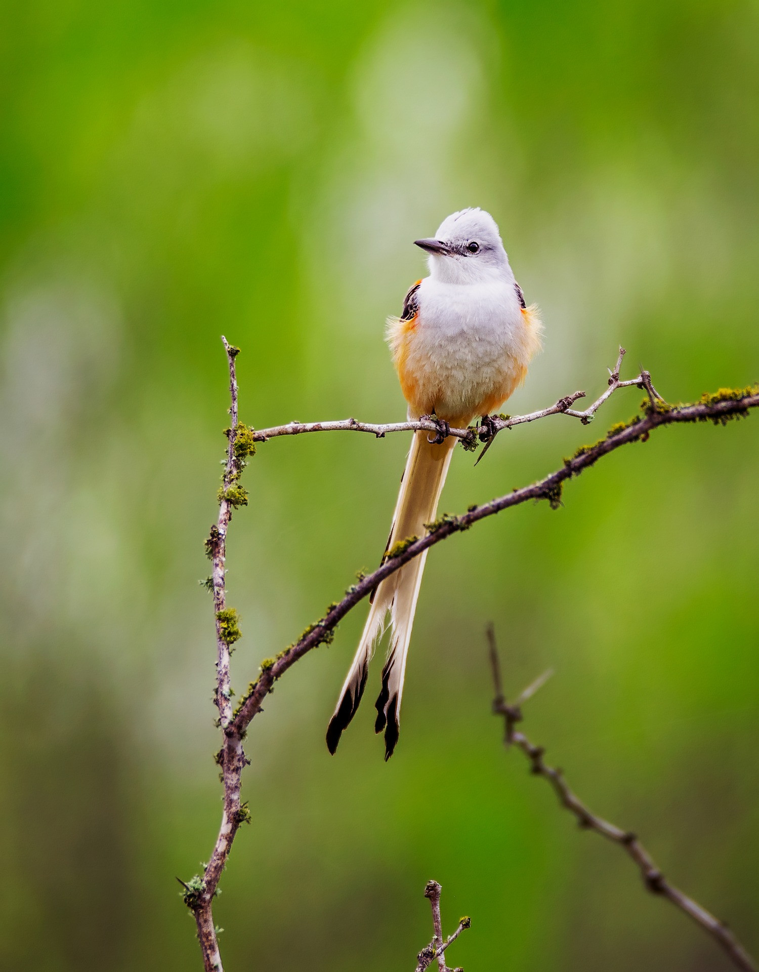 image Scissor-tailed Flycatcher