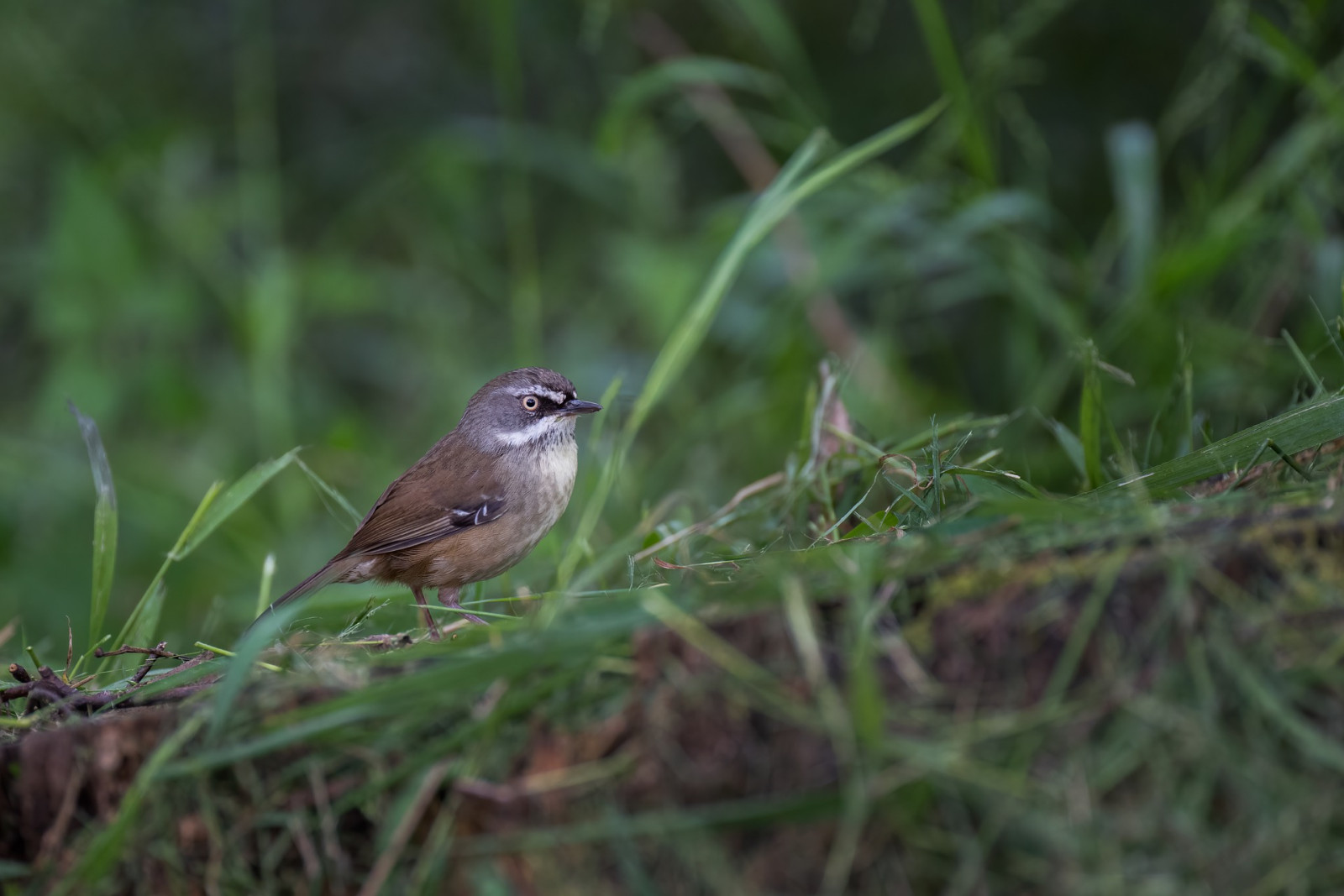 image White-browed Scrubwren