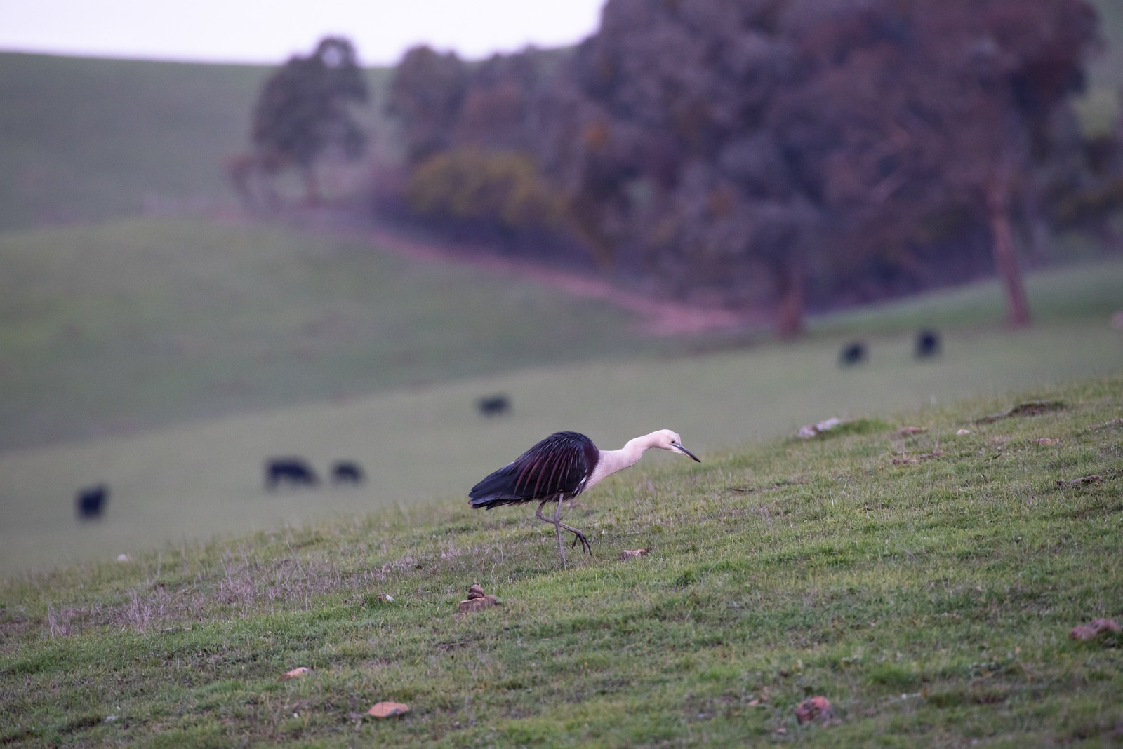 image White-necked Heron