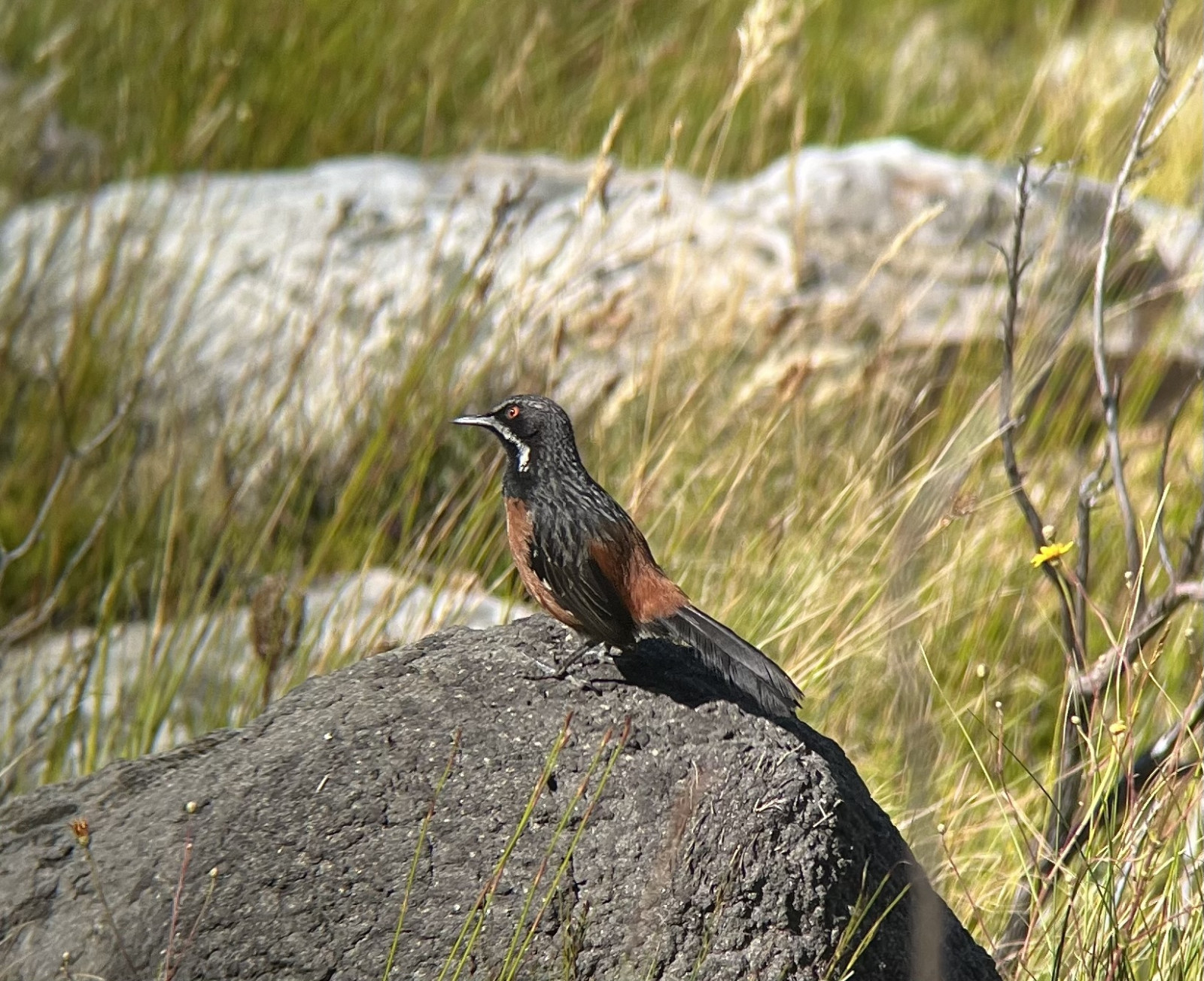 image Cape Rockjumper