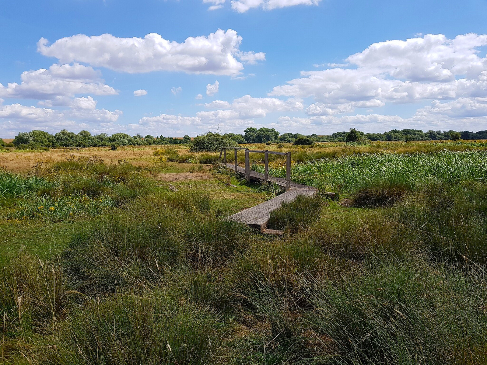 Staines Moor | Birdingplaces