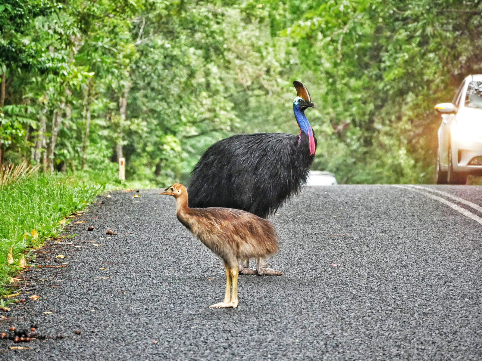 image Southern Cassowary