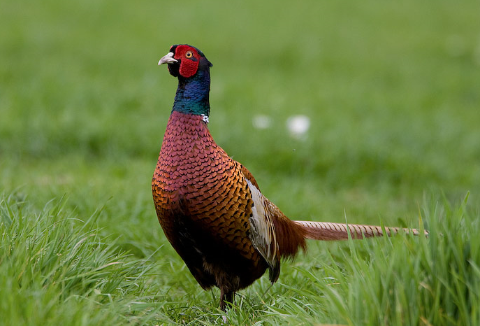 image Ring-necked Pheasant