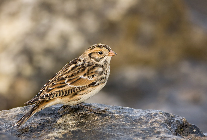 image Lapland Longspur