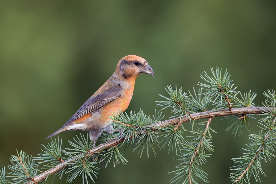 image Red Crossbill