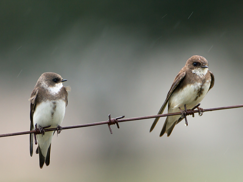 Bank Swallow (Riparia riparia) | Birdingplaces