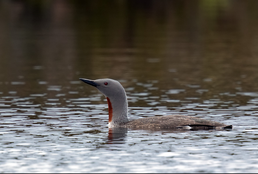 image Red-throated Loon