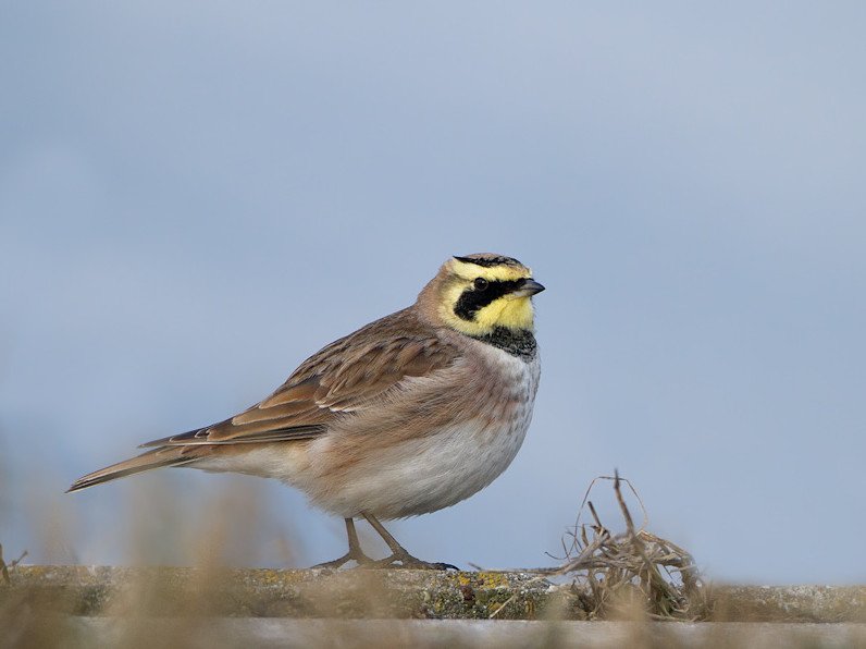 image Horned Lark