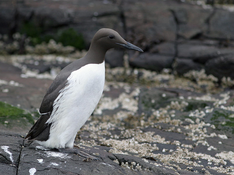 image Common Murre