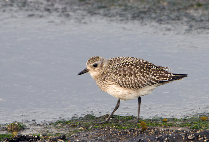 image Black-bellied Plover