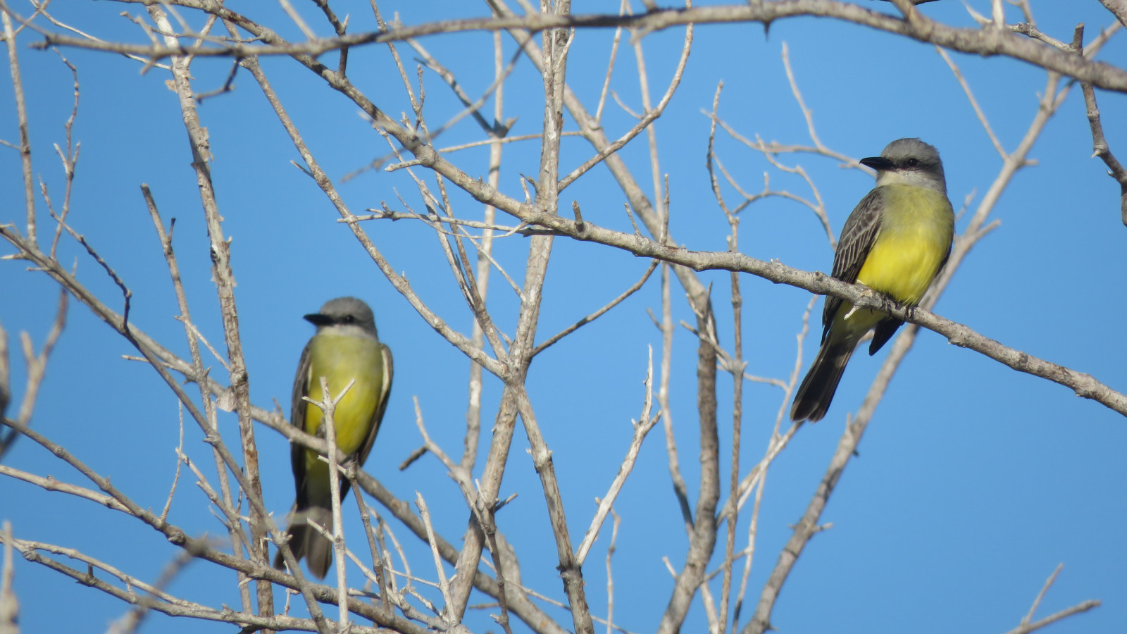 image Tropical Kingbird