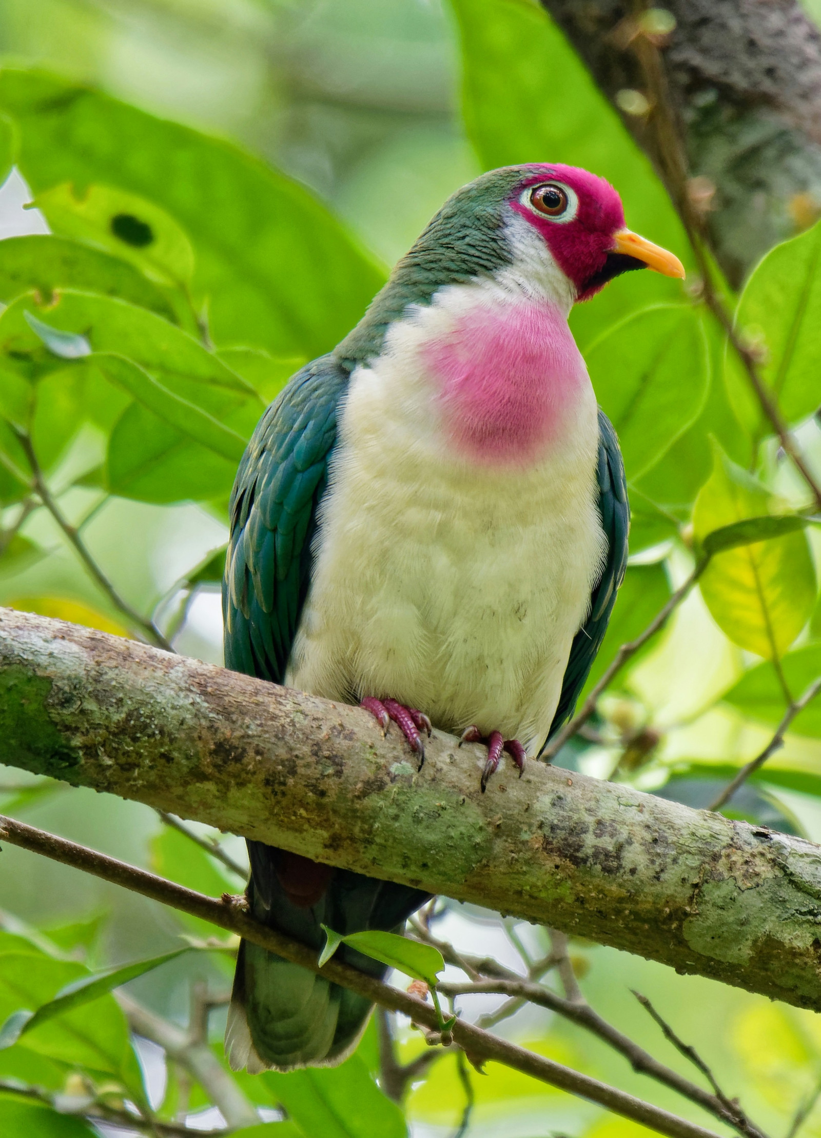 image Jambu Fruit-Dove