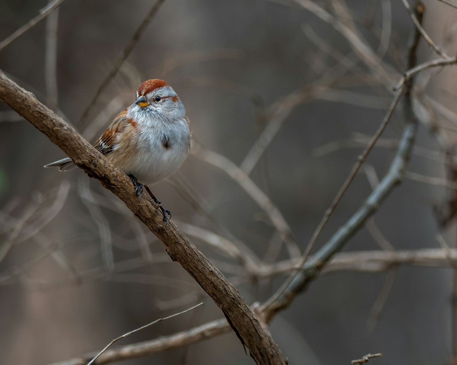 image American Tree Sparrow