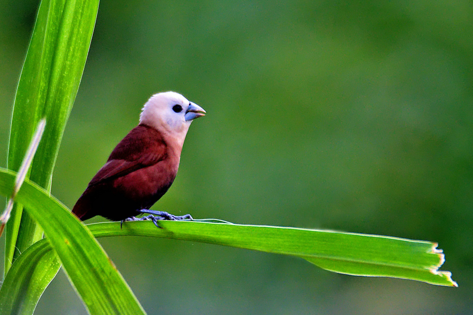 image White-headed Munia