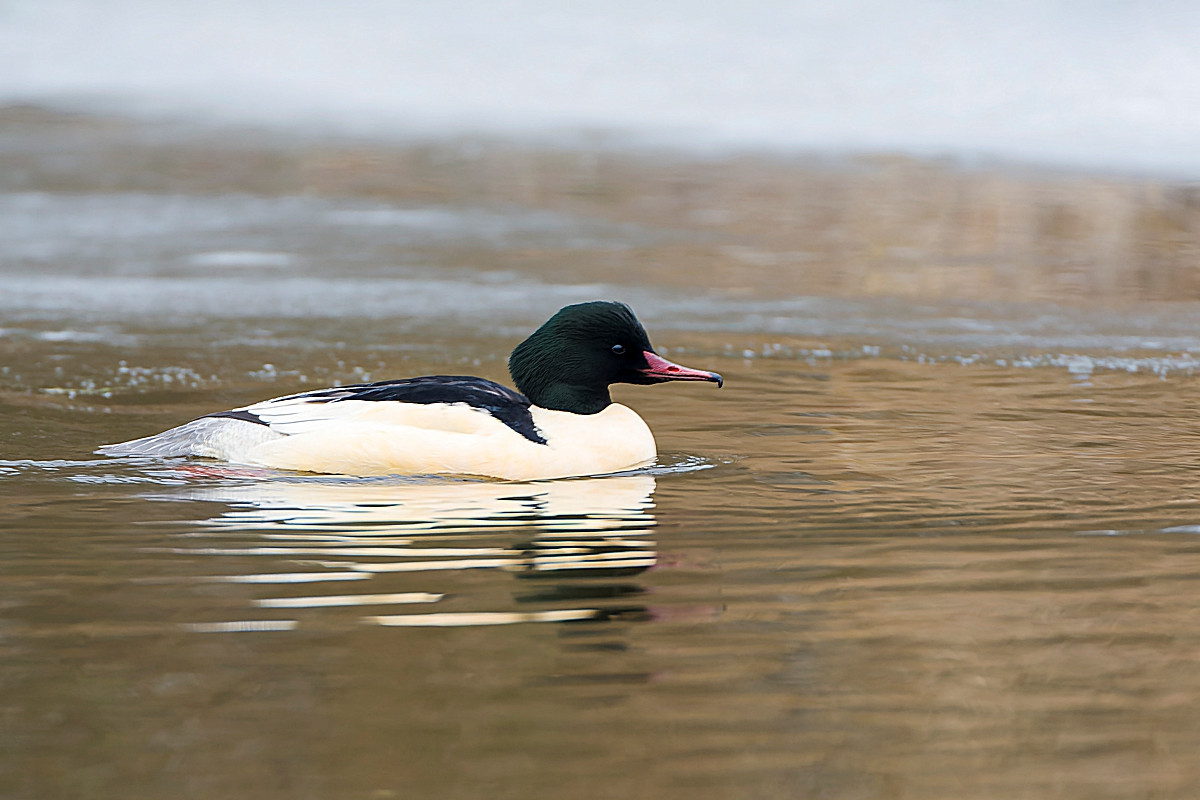 image Common Merganser
