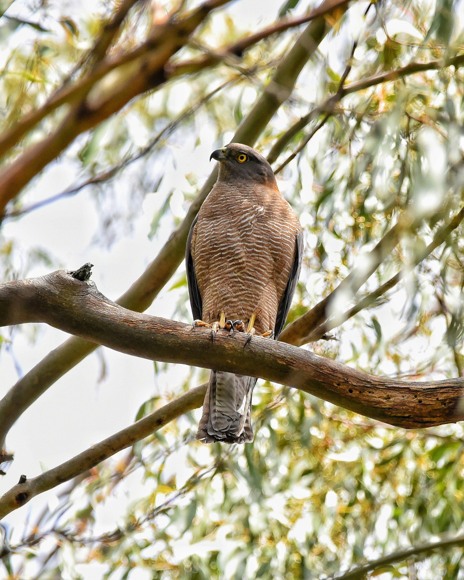 image Collared Sparrowhawk