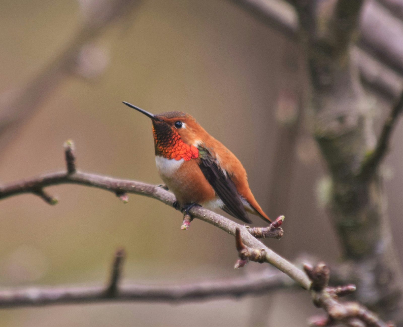 image Rufous Hummingbird