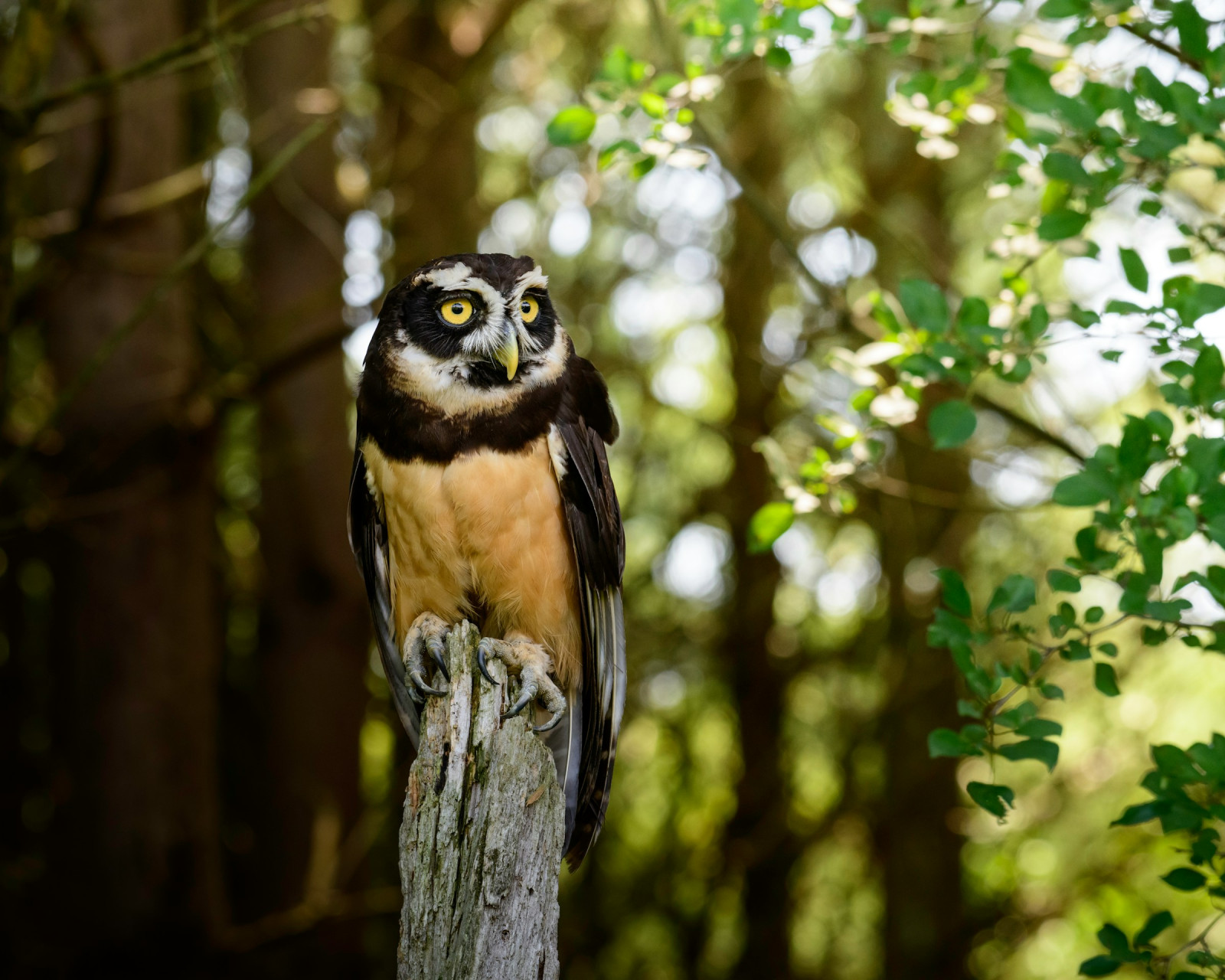 image Spectacled Owl