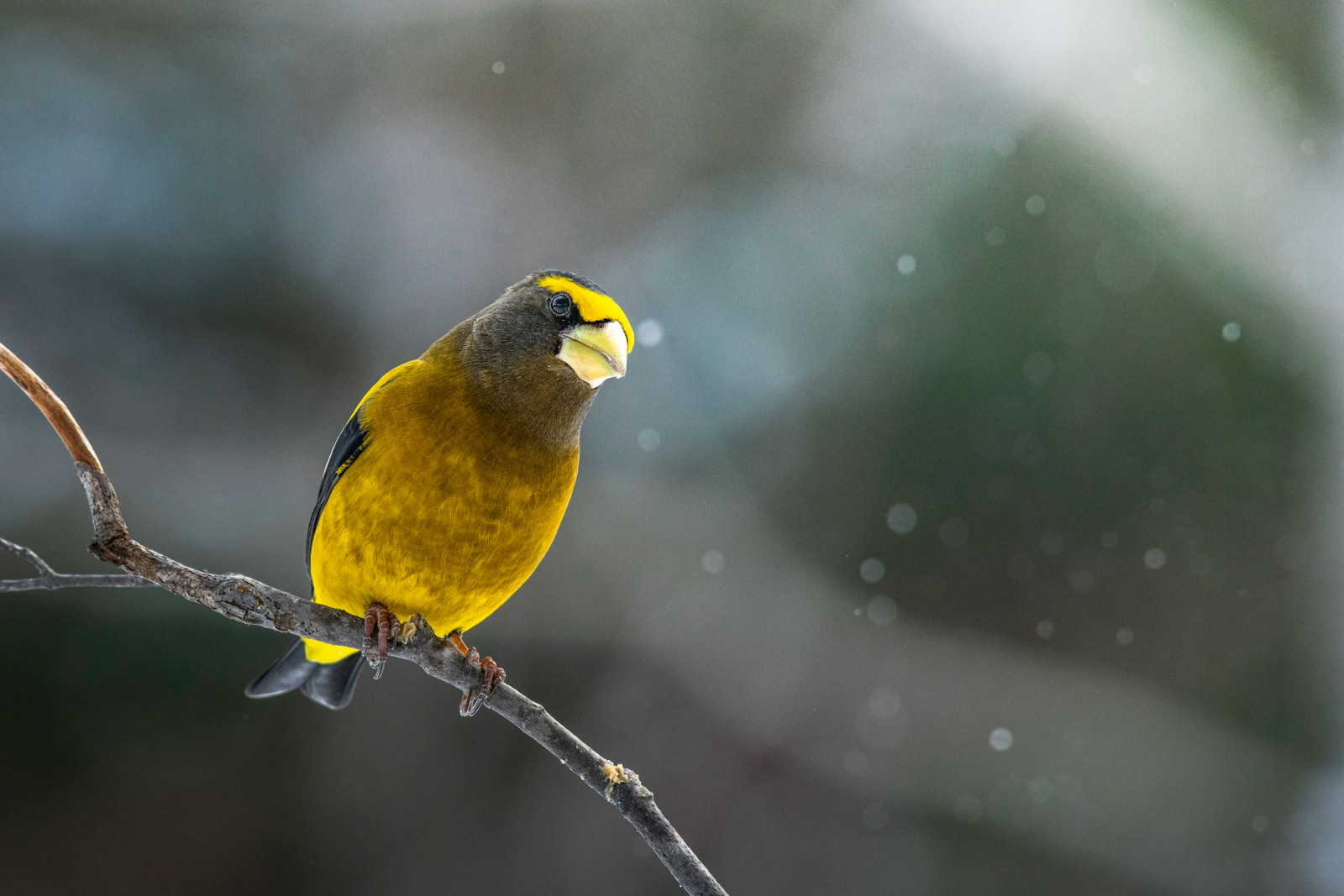 image Evening Grosbeak