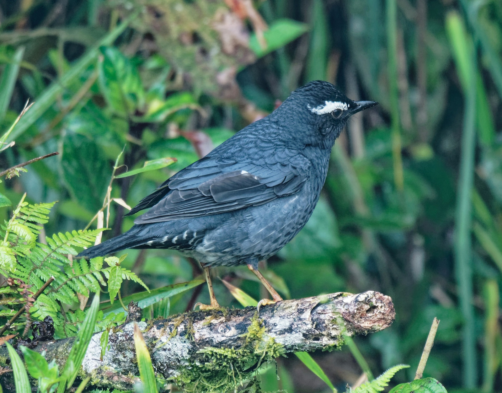 image Siberian Thrush
