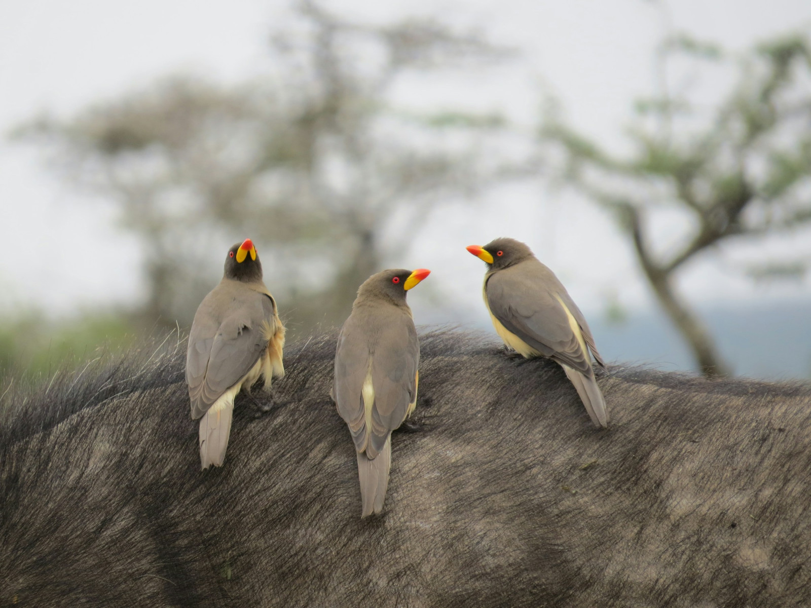 image Yellow-billed Oxpecker