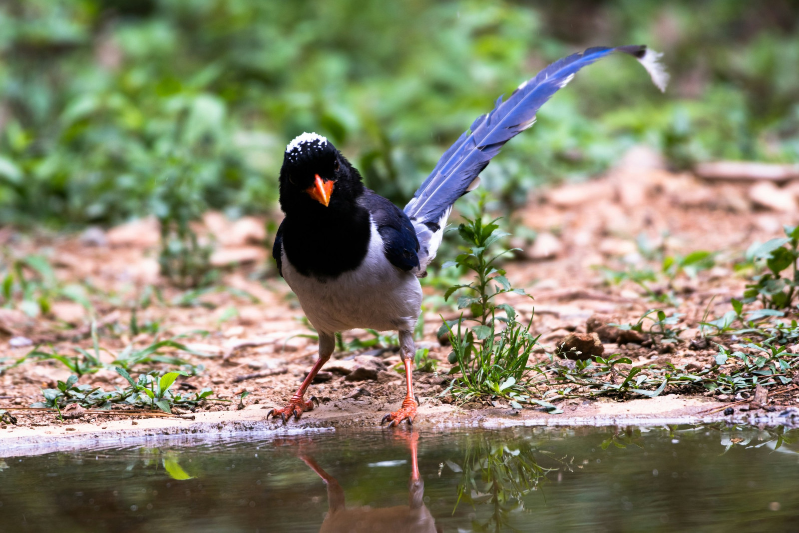 image Red-billed Blue-Magpie
