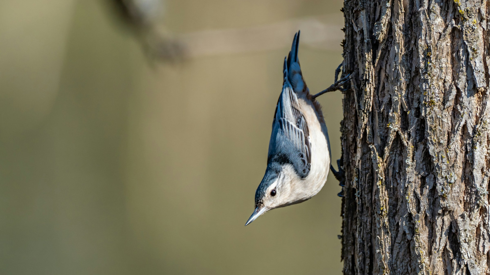 image White-breasted Nuthatch