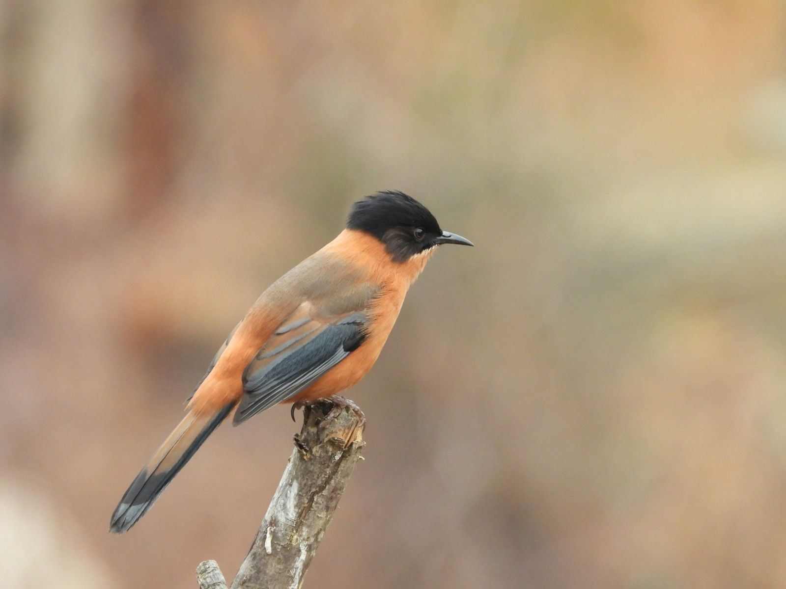 image Rufous Sibia