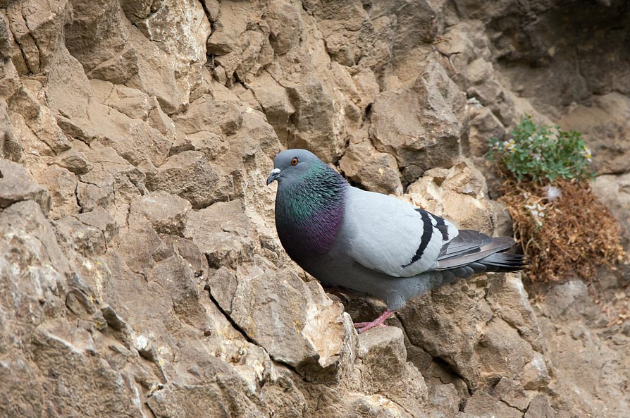 image Rock Pigeon (domestic)