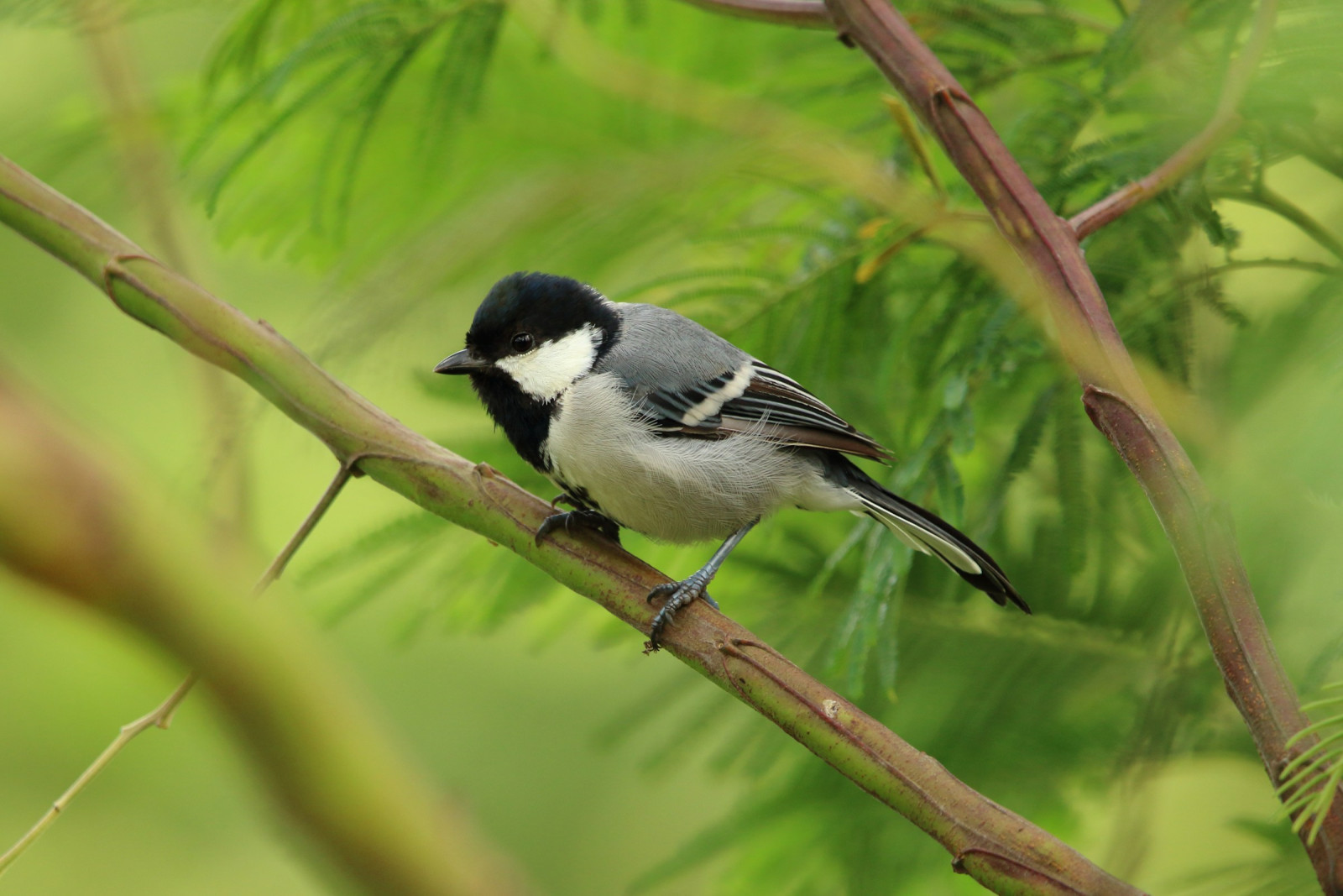 image Cinereous Tit