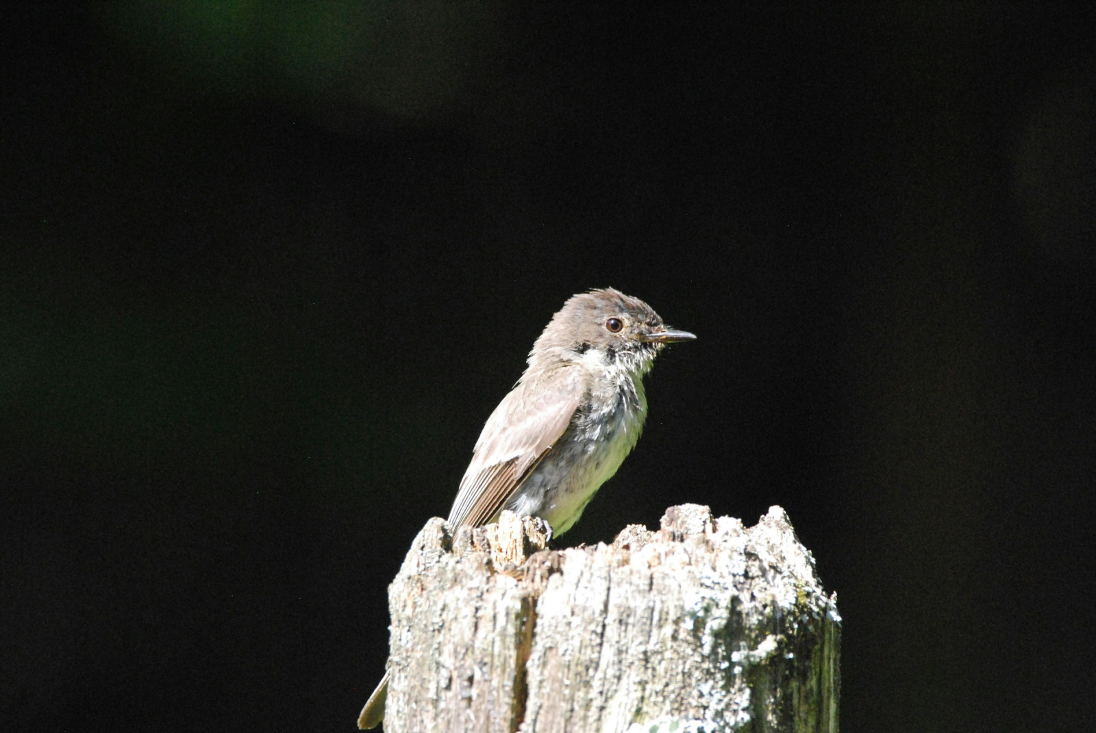 image Eastern Wood-Pewee