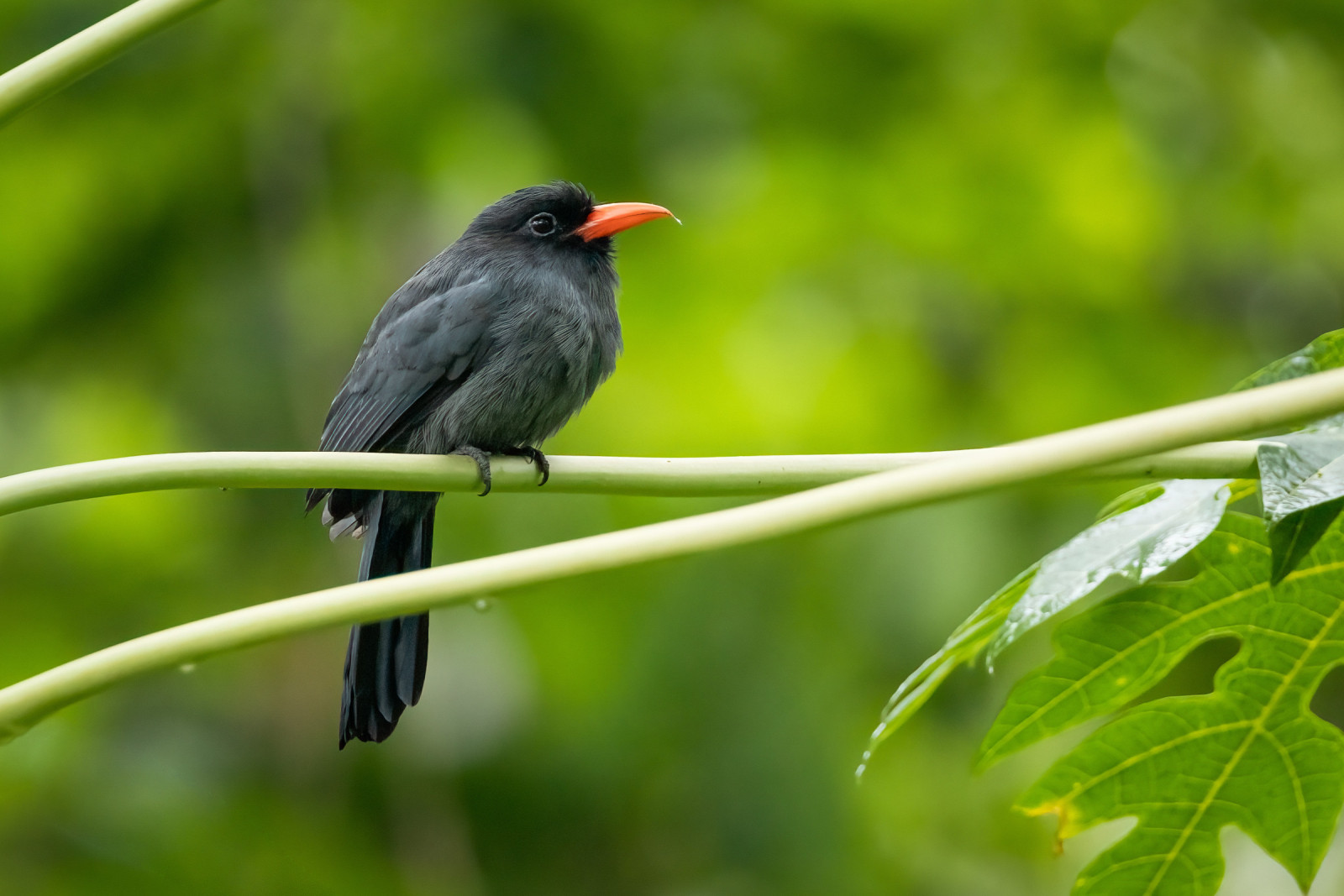 Black-fronted Nunbird (Monasa nigrifrons) | Birdingplaces