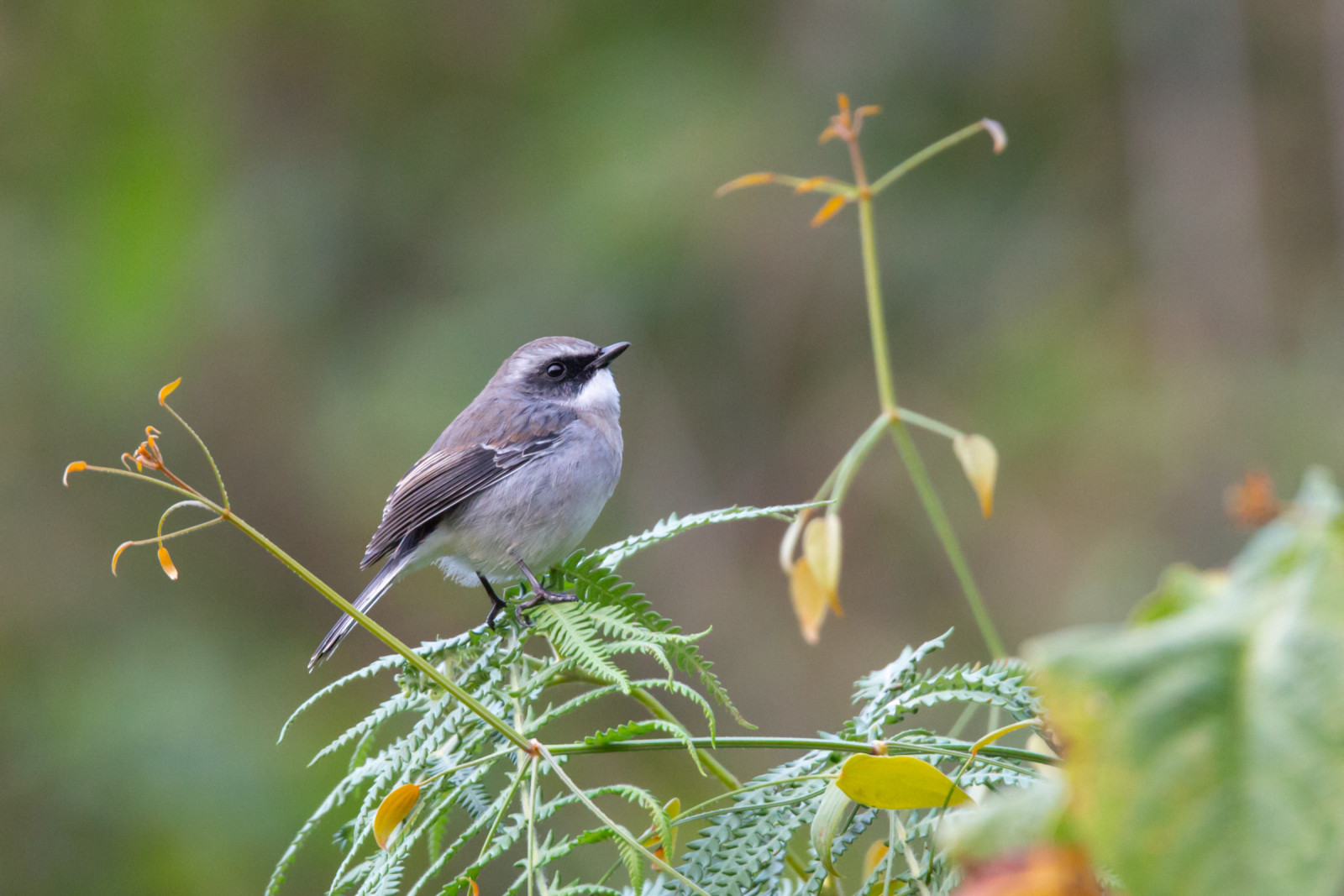 Grey Bushchat (Saxicola ferreus) | Birdingplaces