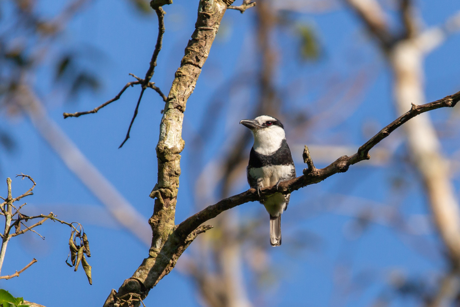 White-necked Puffbird (Notharchus hyperrhynchus) | Birdingplaces