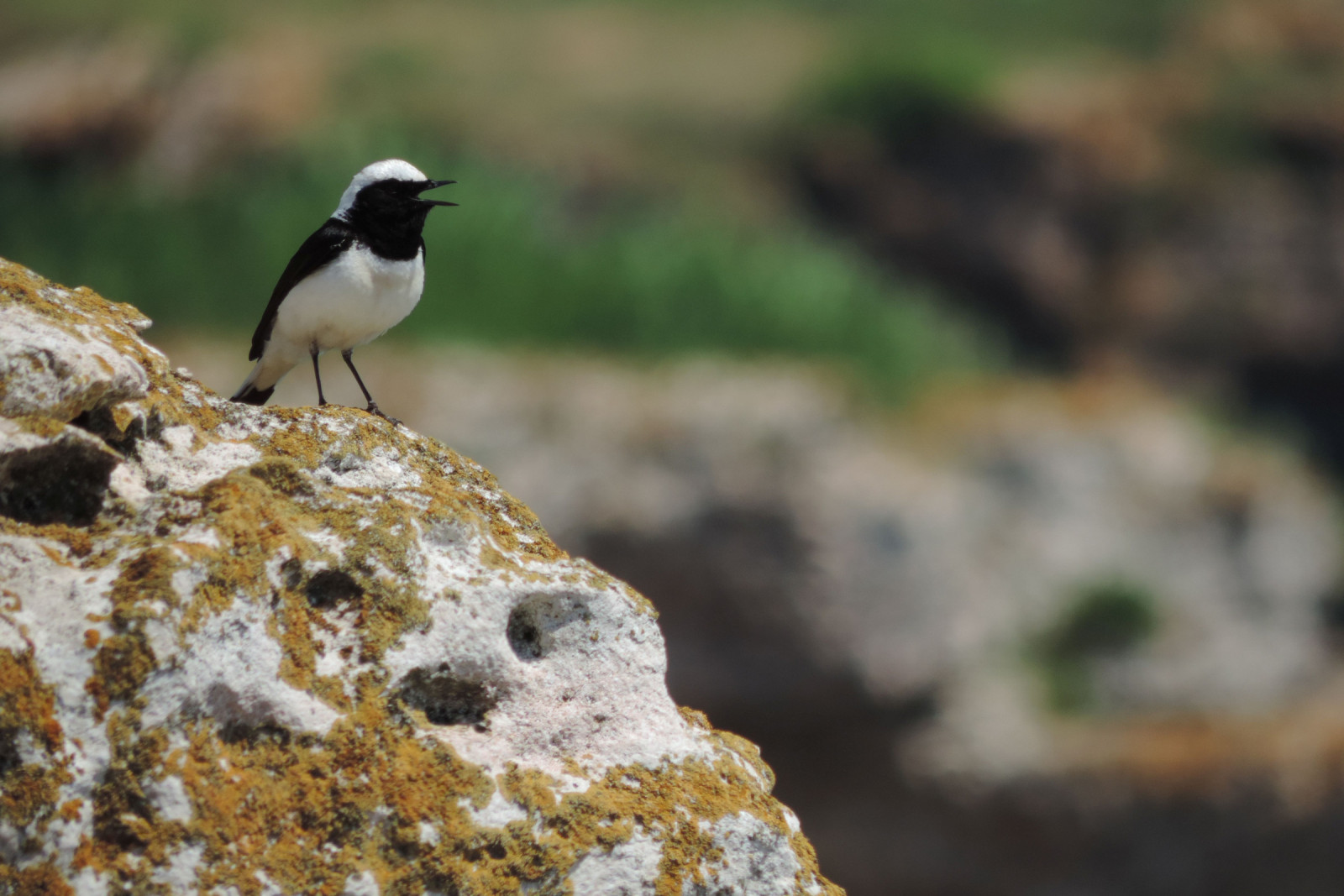 Yailata Birdingplaces