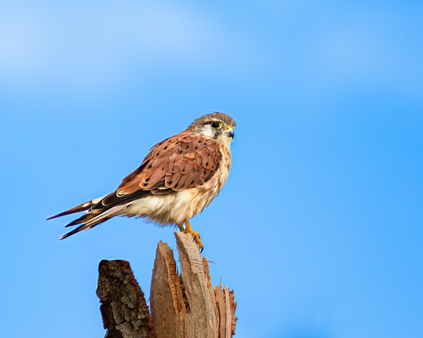image Nankeen Kestrel