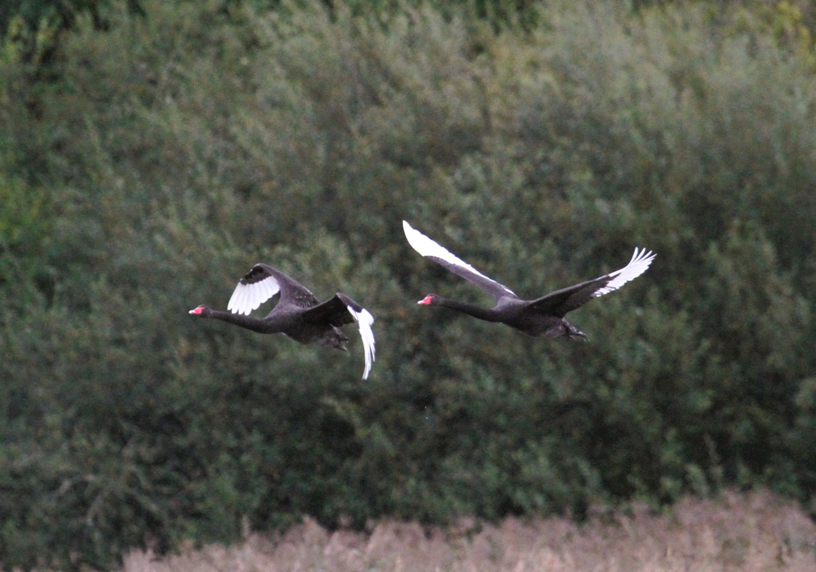 RSPB Bowling Green Marsh | Birdingplaces