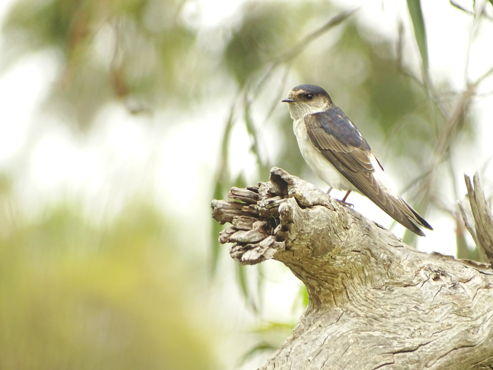 Tree Martin (Petrochelidon nigricans) | Birdingplaces